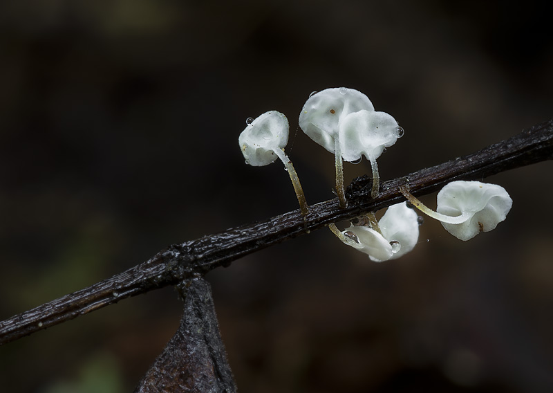 Marasmius favrei var. sorbi